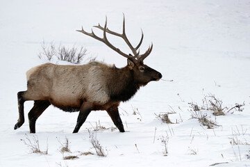 Bull Elk - Colorado