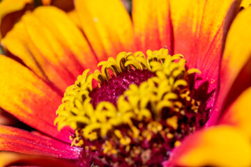 A beautiful colorful aster in a bunch of flowers