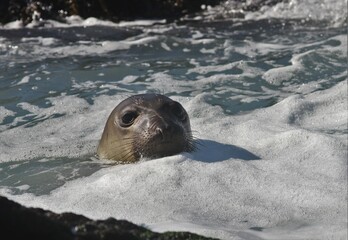 Closeup of immature Northern Elephant Seal (Mirounga angustirostris) swimming