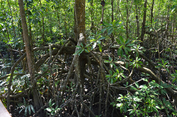Southeast Asian mangrove swamp forests. Tanjung Piai Malaysia Mangrove Forest Park 