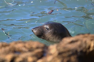 Naklejka premium Closeup of immature Northern Elephant Seal (Mirounga angustirostris) swimming