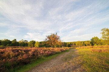 Fototapeta premium heath close up, Calluna vulgaris macro in summer