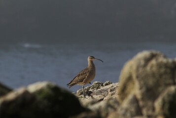 Whimbrel (Numenius phaeopus) on the Farallon Islands