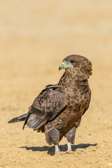 Juvenile Bateleur Eagle in the Kgalagadi