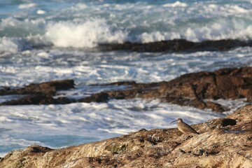 Whimbrel (Numenius phaeopus) in front of the waves