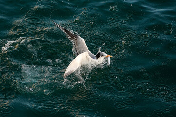 Naklejka premium Tern - Fishing - Florida