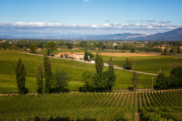 Fototapeta na wymiar Summer rural landscape with vineyards in Tuscany, Italy
