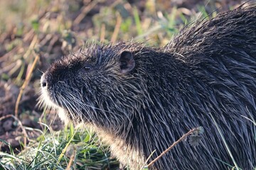 Nutria in der Nahaufnahme 