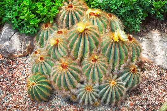 Blossoming Parodia cactuses with yellow flowers