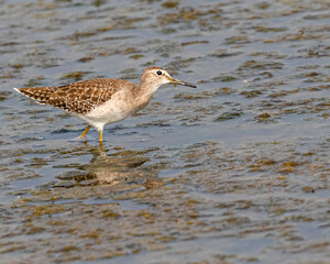 Wood Sandpiper in lake looking up