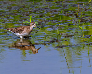 Wood Sandpiper in lake looking for food