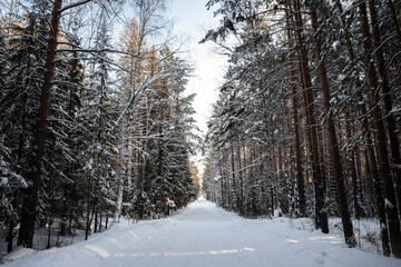 Winter landscape. Trees covered with snow in the mountains.