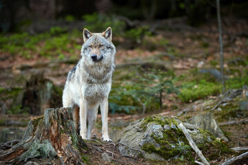 Naklejka na ściany i meble Eurasian wolf, Canis lupus lupus, huge gray wolf standing in spring beech forest. Direct view. Europe, Czech republic.