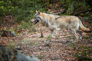 Naklejka na ściany i meble Eurasian wolf, Canis lupus lupus, huge gray wolf running in spring nature. Wolf running in the green beech forest, Europe, Sumava national park.