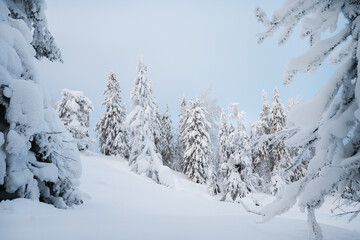 Winter landscape. Trees covered with snow in the mountains.