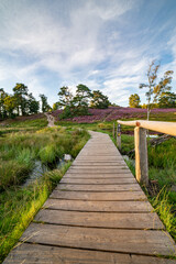 heath close up, Calluna vulgaris macro in summer