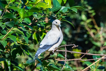 Pied Imperial Pigeon, Ducula bicolor, beautiful bird perched in a tree
