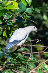 Pied Imperial Pigeon, Ducula bicolor, beautiful bird perched in a tree
