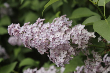 flowers in the garden