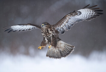 Common buzzard bird ( Buteo buteo )