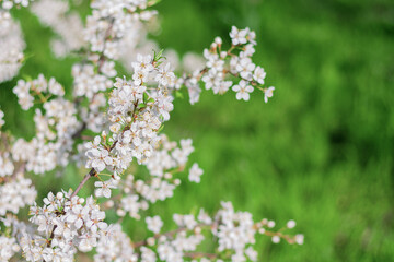 flowering branches of a plum tree on a background of green grass. spring natural background