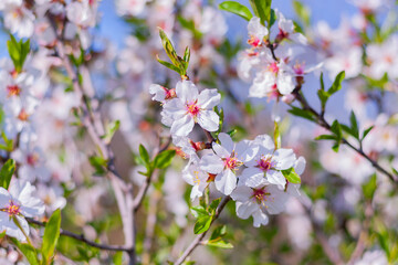 flowering almond tree in the garden. spring bloom in nature