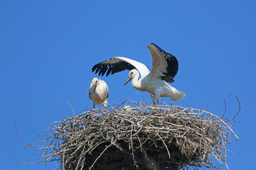 storks in their nest	