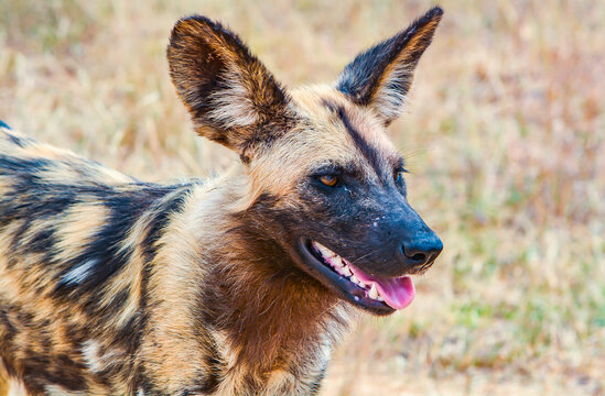 african wild dog with tongue out
