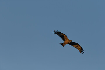 Black kite (Milvus migrans) in flight in Ethiopia