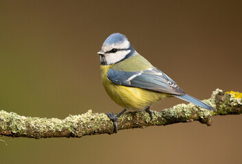 Blue tit ( Cyanistes caeruleus ) close up