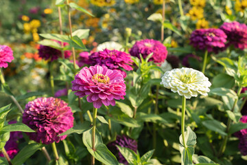 Obraz premium Purple Dahlias blooming in the summer garden in summer. close up of pink dahlia flower