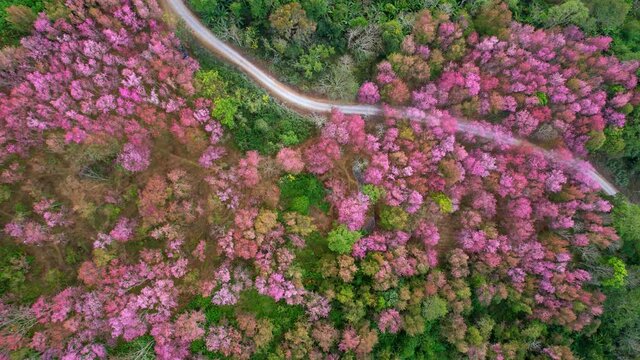Wild Himalayan Cherry Blossom (Prunus cerasoides) or Thai Cherry flower at phu lom lo, Loei Thailand. 4K aerial view footage
