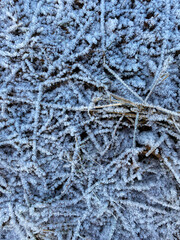 Dry grass with frost in winter