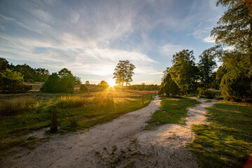 Fototapeta premium heath landscape in summerwith sunshine