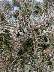 Dry grass with frost in winter