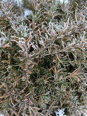 Dry grass with frost in winter
