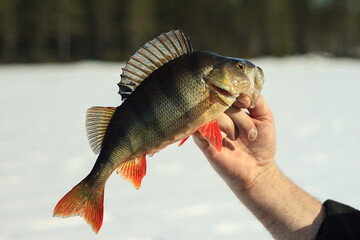 Perch caught during winter