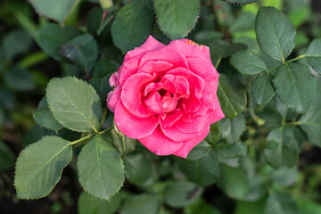 Garden rose pink. Close-up of pink rose on green background