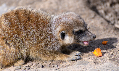A meerkat eating - 481011905