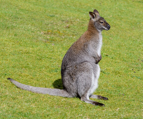 A red necked wallaby