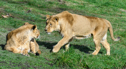 Fototapeta na wymiar Two lionessess meet