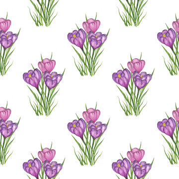 Crocuses purple, lilac with green grass on a white background. Seamless pattern with spring flowers. Watercolor illustration. For textiles, postcards, gift wrapping.