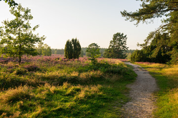 heath landscape in summerwith sunshine