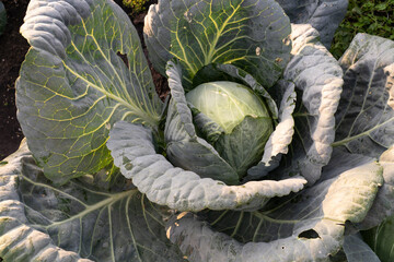 Fresh Organic cabbage cultivation close-up. Cabbage grows in the organic open ground in the garden. Home gardening. Vegetable farming. Vegetables for cooking