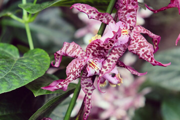 Pink speckled Cattleya Orchids or corsage orchids in bloom