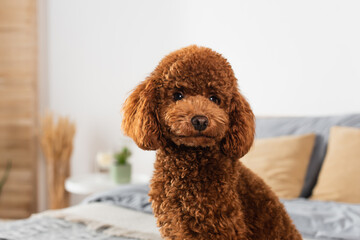 groomed poodle looking at camera in bedroom.