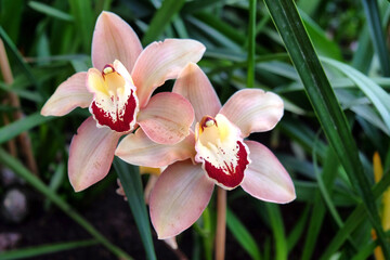 Pink Cymbidium, commonly known as boat orchids, in flower