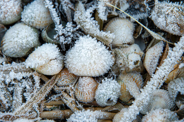 Mit Frost überzogene Muscheln am Strand