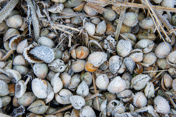 Mit Frost überzogene Muscheln am Strand