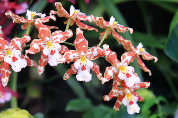 Orange and cream speckled odontoglossum orchids in flower